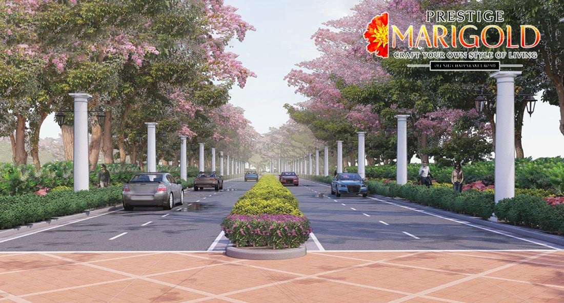 Featured Image of Prestige Marigold